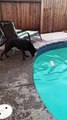 Dog Throws Doll into the Drink