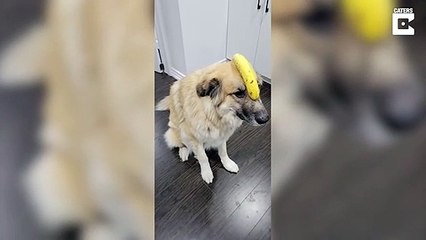 Dog Balances Banana Perfectly On Her Head # ANIMAL LOVERS
