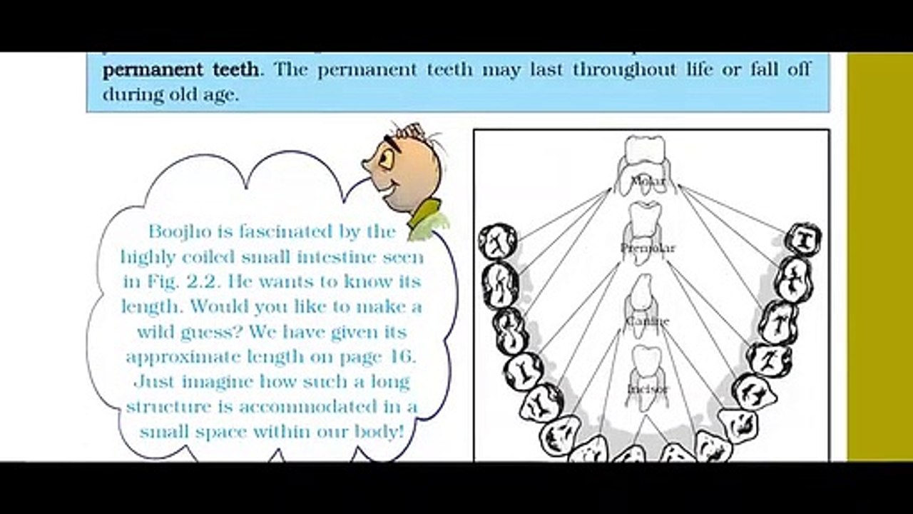 o_Class 7 Science -Chapter 2 Nutrition in Animals_e