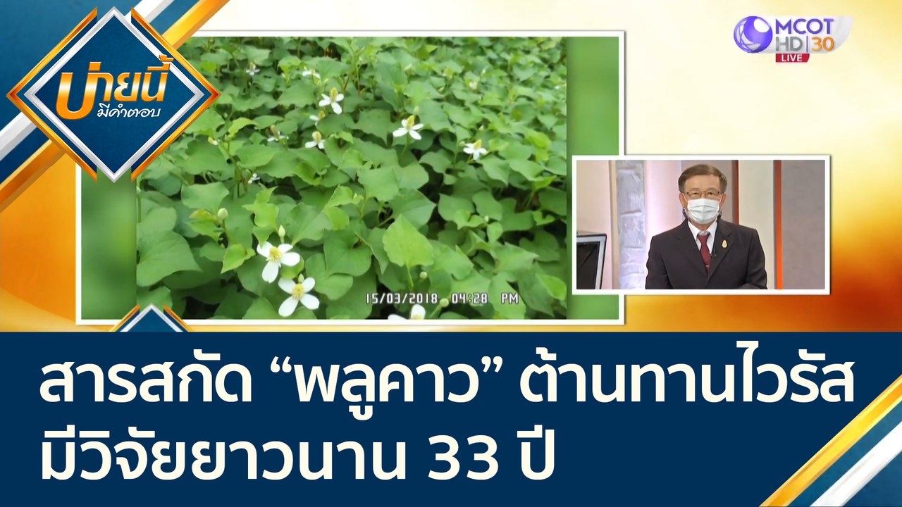 สารสกัด "พลูคาว" เสริมภูมิต้านทาน ต้านทานไวรัส!...