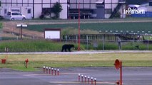 Japon : un ours abattu après avoir semé la panique en ville