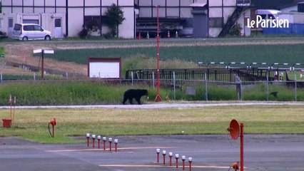 Japon : un ours abattu après avoir semé la panique en ville