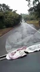 Acidente entre carro e Bitrem resulta em capotamento e deixa 1 ferido na PR-182