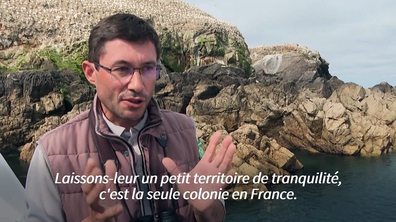 Bretagne: aux Sept-Iles, un équilibre fragile entre les hommes et la nature