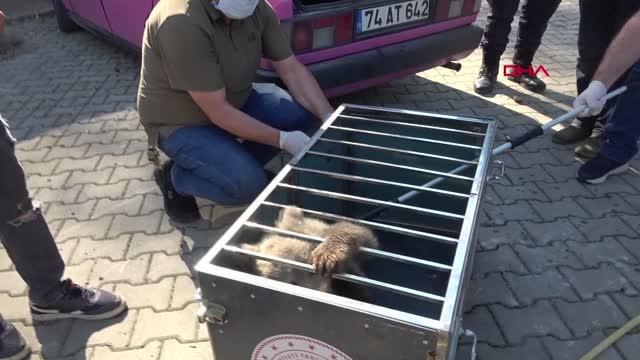 KÖPEKLERİN SALDIRDIĞI YAVRU AYI KURTARILDI