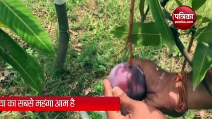 VIDEO: लाखों रुपये है इस आम की कीमत, पेड़ की सुरक्षा में लगे हैं 4 गार्ड्स और 6 डॉग्स