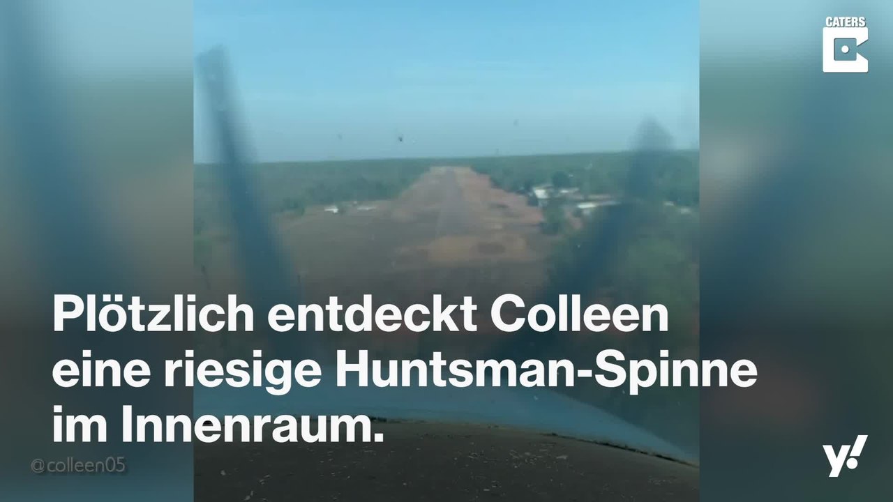 Riesige Huntsman-Spinne bei Rundflug in Flugzeug