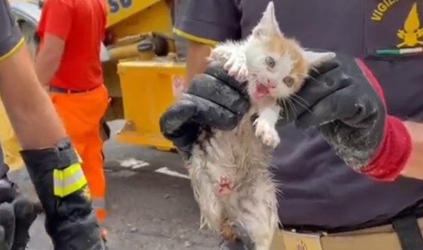 Spoleto - Gattino incastrato dentro tombino: salvato dai Vigili del Fuoco (18.06.21)
