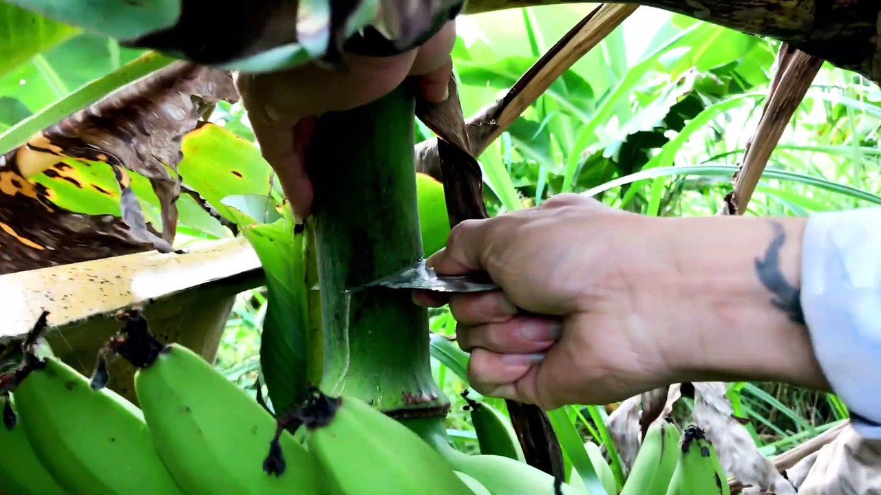 đi chặt chuối già nhà trồng