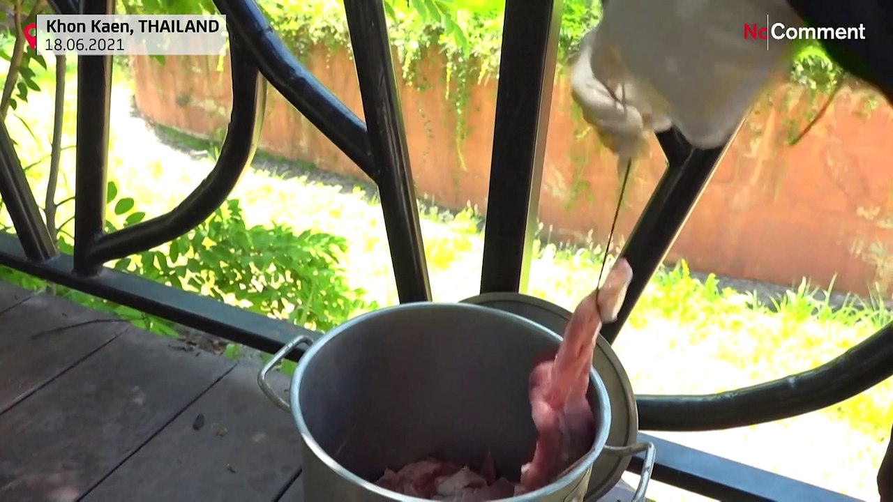 Immer das richtige Steak: Löwe Boy ist das ultimative EM-Orakel