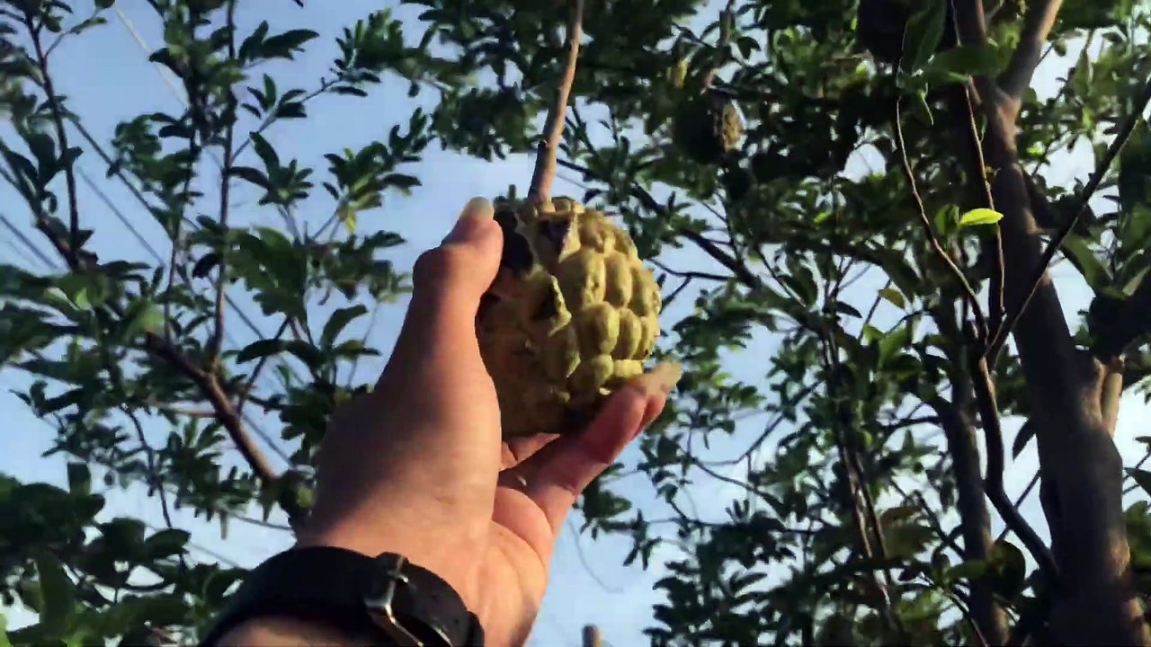 Đi thăm bồ câu đẻ