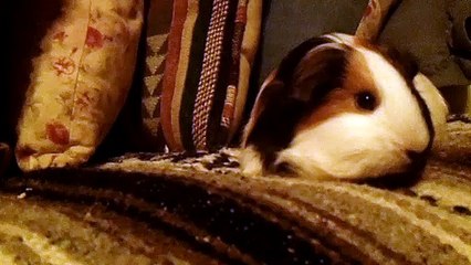 CAVIA PORCELLUS TURMERIC 102_5402