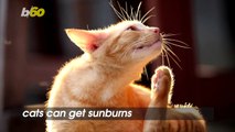 Can Cats Get Sunburns and Have Other Skin Issues Just Like Humans?