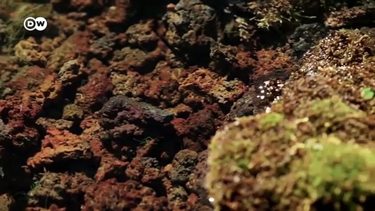 Qué podemos aprender de los hongos? |  Documental