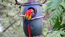 La guacamaya roja quiere volver a reinar en Honduras y repoblar Centroamérica