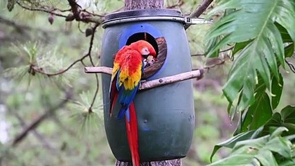 La guacamaya roja quiere volver a reinar en Honduras y repoblar Centroamérica