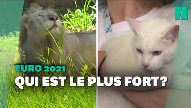 Euro 2021: lequel de ces deux félins médiums aura les meilleurs pronostics?