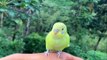 -animals-funny-parrots-and-cute-birds