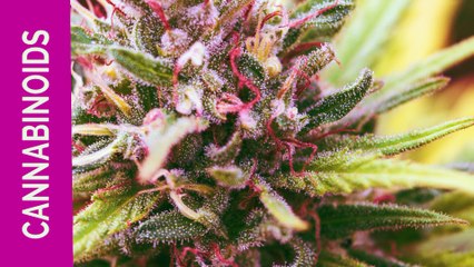 Using Medical Marijuana During Cancer Treatment