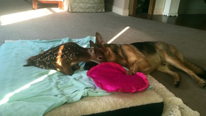 Injured Fawn Comforted by Loving Dog