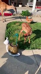 Bambi Plays with Solar Powered Butterfly