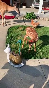 Bambi Plays with Solar Powered Butterfly