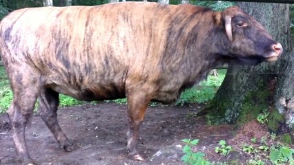 15 hybrid animals created by scientists