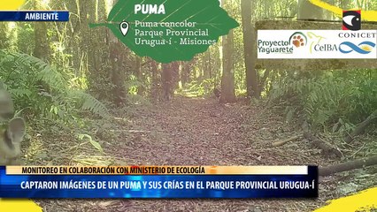 Captaron imágenes de un puma y sus crías en el Parque Provincial Urugua-í
