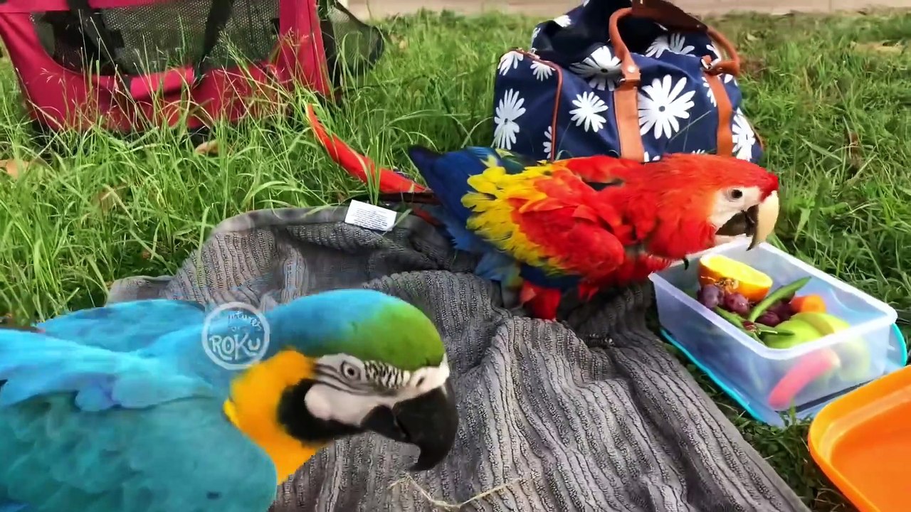 play-dates-in-the-paddock