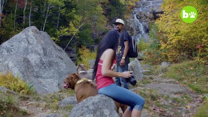 kong-the-150lb-pitbull-puppy-set-to-outgrow-hulk-dog-dynasty