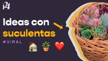 Decora tu casa con suculentas