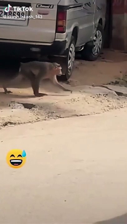 Super Funny Animal Video that Will Make You Laugh Out Loud _ Keep Laughing _ Do Share & Subscribe