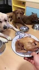 You will get STOMACH ACHE FROM LAUGHING SO HARDFunny Dog Videos #Short 53