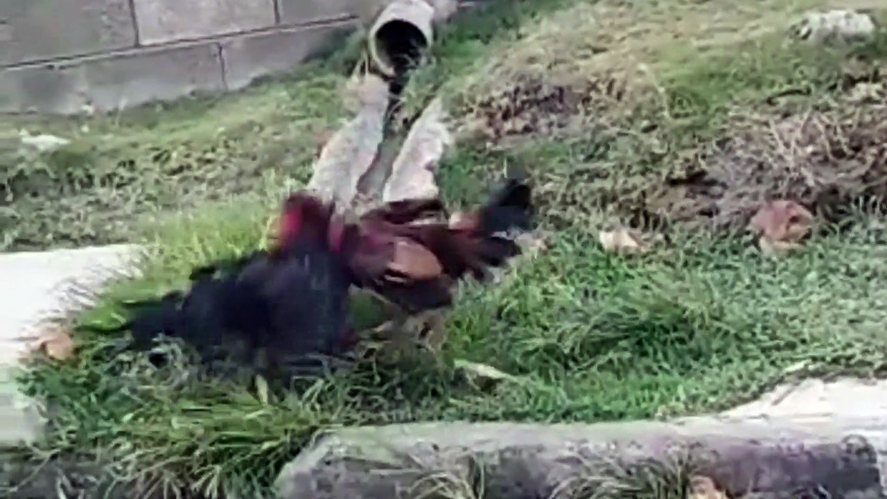 testosterone-fueled aggression and territoriality between roosters