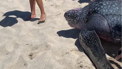 Un gesto con la naturaleza: grupo de jóvenes devuelven una tortuga gigante al mar