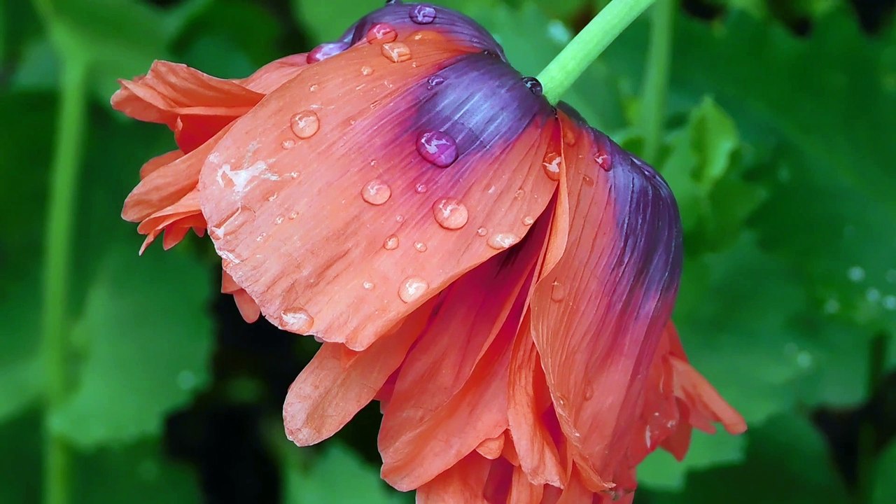 Beautiful flower