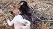 BEST VIDEOS Of Baby Love puppy Nyny Compilation, CUTE And FUNNY   Monkey Baly