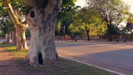 Plátano de sombra, Plátano híbrido, Platanera bravía, Platanero