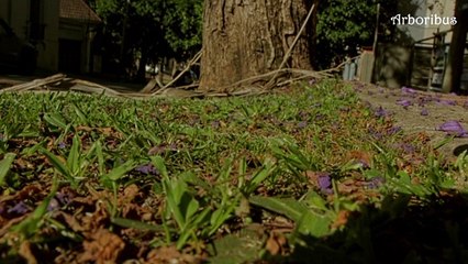 Jacarandá, Tarco, Kekeraundaboom