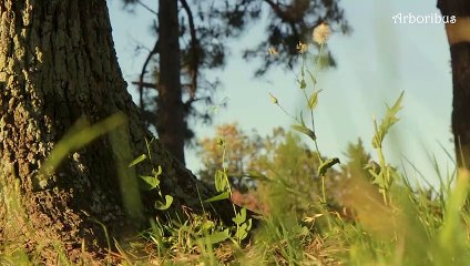 Roble, Roble sedoso, Árbol de fuego, Pino dorado