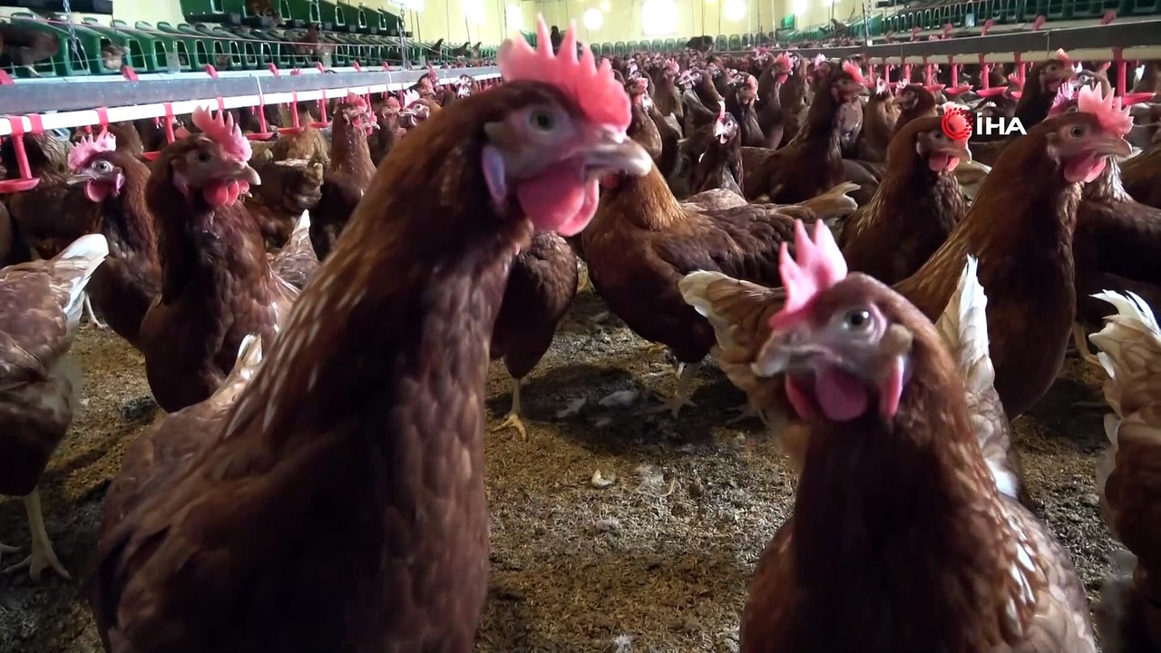 Organik yumurta üretimi yapan çift, ihracata başladı