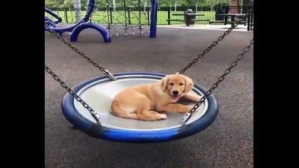 Cute baby animals Videos Compilation cute moment of the animals #101