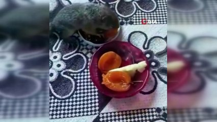 Öksüz kalan yavru sincapları elleriyle besliyorlar