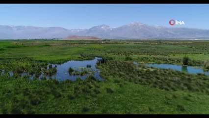 Erzincan'da sulak alanlar havadan ilaçlandı