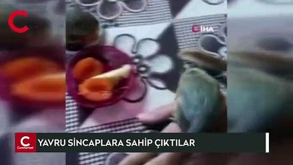 Öksüz kalan yavru sincaplara sahip çıktılar