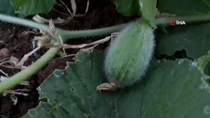 Şanlıurfa'da yetiştirilen 'Şelengo meyvesi' tescillendi