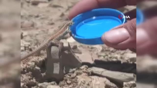 Sıcakta bitkin düşen kertenkeleye kapakta böyle su içirdi