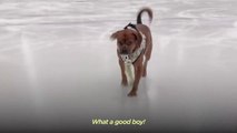 How Olympic Figure Skater Mirai Nagasu’s Rescue Dog Helped Her Make The Team _ The Dodo Teammates # ANIMAL LOVERS