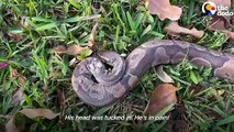 Python Abandoned By Her Owners Feels So Much Better After A Bubble Bath _ The Dodo # ANIMAL LOVERS