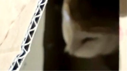 Milano - Salvato barbagianni bloccato in una condotta d'aria (19.06.21)